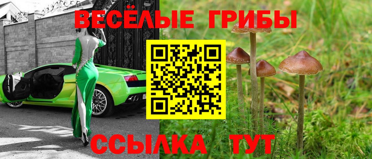 Красногорск  Псилоцибиновые грибы Psilocybe  Вход с VPN 
